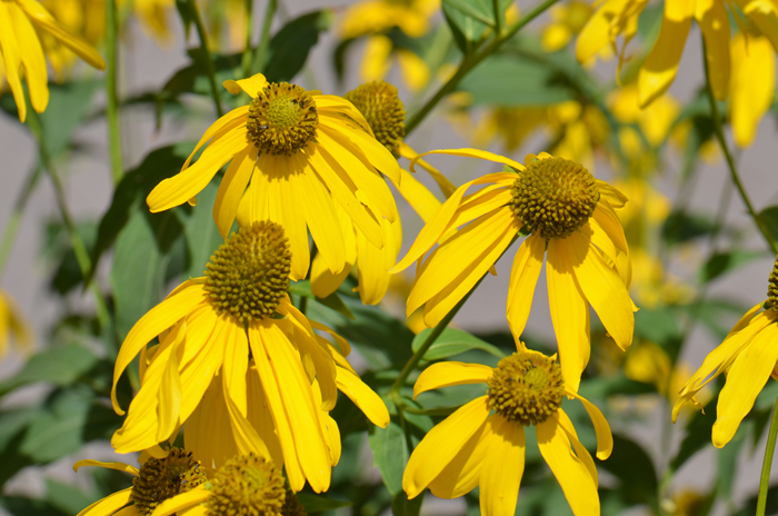 Cutleaf Coneflower has large showy daisy-like flowers that attract many pollinators and its seeds attract seed eating birds. Rudbeckia laciniata Cutleaf Coneflower has large showy daisy-like flowers that attract many pollinators and its seeds attract seed eating birds. Rudbeckia laciniata